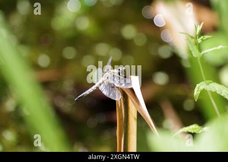 Vier Flecken (Libellula quadrimaculata), große Libelle, Flügel, Gartenteich, die vier Flecken Libelle sitzt im Sonnenlicht auf einem getrockneten Blatt, in der Stockfoto