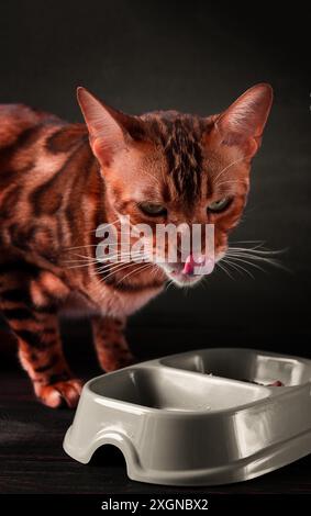 Bengalische Katze, essen, auf dunklem Hintergrund, vertikal, keine Menschen, Nahaufnahme, selektiver Fokus Stockfoto