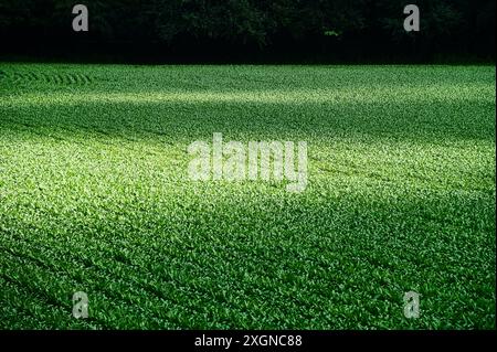 Maisanbau im Juli Stockfoto