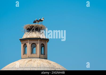 Ein Storchennest auf dem Dach eines alten Gebäudes in Seluk, İzmir Stockfoto