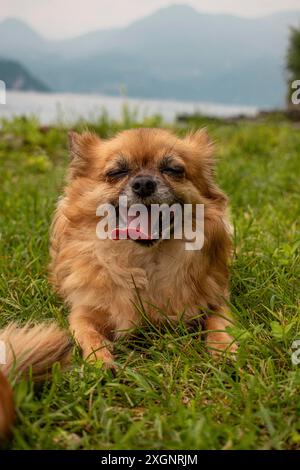 Brauner langhaariger Chihuahua, Weibchen, im Gras liegend und keuchend, Lierna, Comer See, Italien Stockfoto