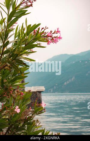 Oleander (Nerium Oleander) mit rosa Blüten am Ufer des Comer Sees vor einem Hintergrund von Bergen und Wasser, Lierna, Comer See, Italien Stockfoto