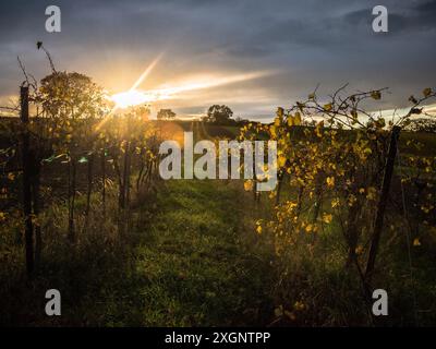 Sonnenuntergang im Herbst Weinberg burgenland Stockfoto