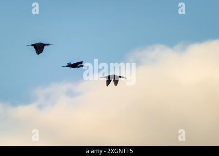 Drei Komoranten fliegen Stockfoto