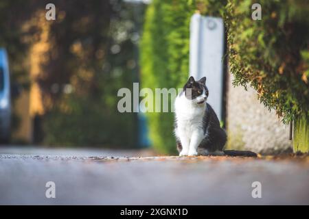 Nette schwarz weiße Katze sitzt auf der Straße. Verschwommener Hintergrund, Textbereich Stockfoto