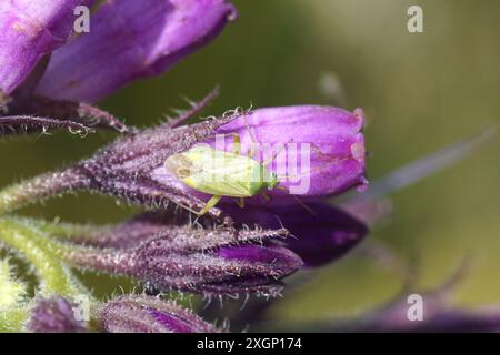 Close up Potato Bug, Potato Mirid, Closterotomus norwegicus auf violetten Blüten von gemeinem Beinwell, Symphytum officinale. Familie Boraginaceae. Juli, Stockfoto