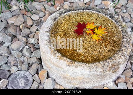 Tsukubai mit schwimmenden Ahornblättern in einem japanischen Garten Stockfoto