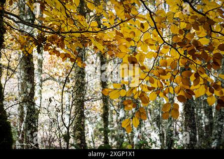 Tejeda de Tosande. Fuentes Carrionas Naturpark, Fuente Cobre - Palentina Berg. Palencia, Spanien Stockfoto