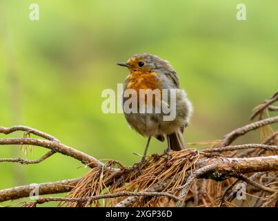 Schmutzige rotkehlchen auf Ästen mit natürlichem grünem Waldhintergrund Stockfoto