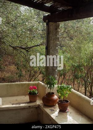 Gemütliche italienische Veranda mit drei gepflegten Pflanzen und Olivenbaumgarten an einem verregneten Sommertag. Eine vertikale Weitwinkelaufnahme. Stockfoto