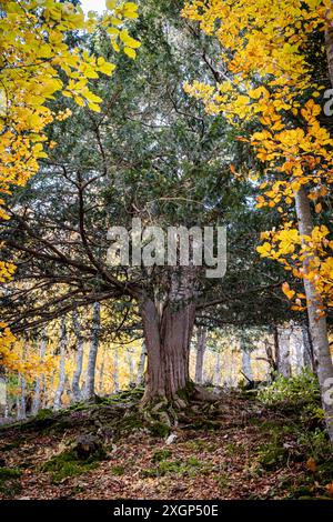 Tejeda de Tosande. Fuentes Carrionas Naturpark, Fuente Cobre - Palentina Berg. Palencia, Spanien Stockfoto