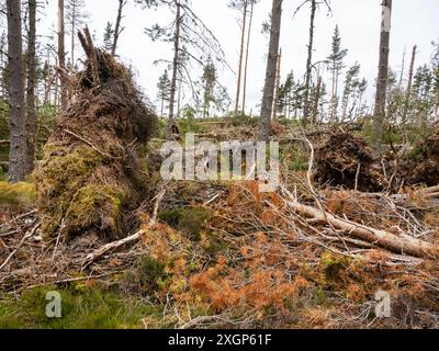 Scots Pine wurde von Sturmwinden im kaledonischen Kiefernwald in Glen Feshie, Cairngorms, Schottland, Großbritannien, überweht. Stockfoto