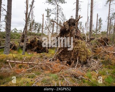 Scots Pine wurde von Sturmwinden im kaledonischen Kiefernwald in Glen Feshie, Cairngorms, Schottland, Großbritannien, überweht. Stockfoto