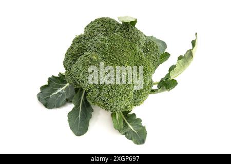 Bio frischer Brokkoli isoliert auf weißem Hintergrund. Brassica oleracea Stockfoto