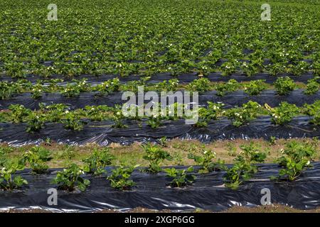 Erdbeerfeld in Blüte, Lumijoki Finnland Stockfoto