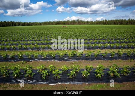 Erdbeerfeld in Blüte, Lumijoki Finnland Stockfoto