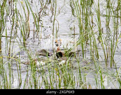 Zwei männliche slawonische Grebe, Podiceps auritus, kämpfen in einem territorialen Streit auf Loch Ruthven, Strath Nairn, Schottland, Großbritannien. Stockfoto