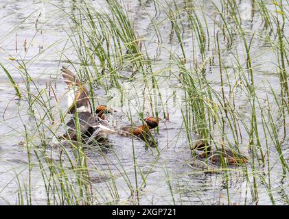 Zwei männliche slawonische Grebe, Podiceps auritus, kämpfen in einem territorialen Streit auf Loch Ruthven, Strath Nairn, Schottland, Großbritannien. Stockfoto