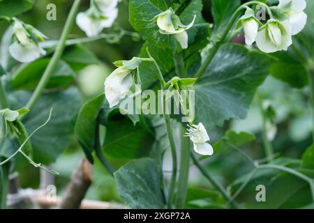 Sternenerbsenpflanzen mit weißen Blüten und Erbsenschoten, die im Sommer in einem Hochbeet in einem Gemüsegarten wachsen, England, Großbritannien. Stockfoto