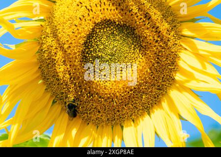 Eine Hummel sitzt auf einer Sonnenblume, Nahaufnahme. Wunderschöner Sommer-Hintergrund. Schönheit der Natur. Stockfoto