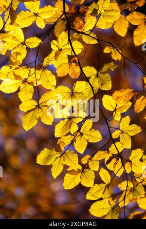 Nahaufnahme von Buchenblättern im Herbst Stockfoto