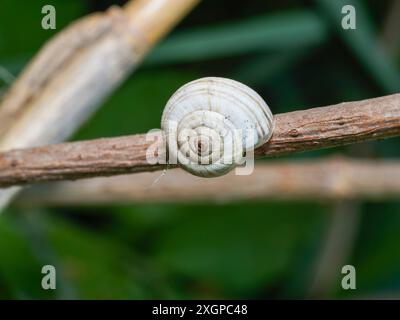 Wäldchen Schnecke - Arianta arbustorum Stockfoto