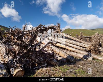 Bäume, die in Clunie Water platziert werden, um den Lebensraum für Fische und andere Wildtiere in der Nähe von Braemar, Schottland, Großbritannien, zu verbessern. Stockfoto