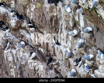 Common Guillemot, Uria aalge, Razorbill; ALCA Torda und Black Legged Kittiwake; Rissa tridactyla am Truppenkopf in Aberdeenshire, Schottland, Großbritannien. Stockfoto