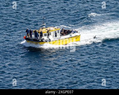 Ein wildes Wattenboot nähert sich der Brutkolonie Northern Gannet, Morus bassanus bei Trouup Head in Aberdeenshire, Schottland, Großbritannien. Stockfoto