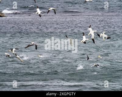 Northern Gannet; Morus bassanus taucht auf Fischschwärmen an der Küste von Aberdeenshie in der Nähe von Troup Head, Schottland, Großbritannien. Stockfoto