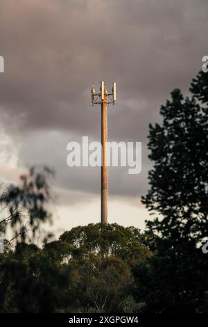 Ein Mobilfunkmast, der bei Sonnenuntergang unter Eukalyptusbäumen im ländlichen NSW, Australien, mit goldenem Licht leuchtet. Stockfoto