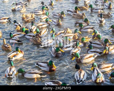 Entenherde, die auf dem eisgefrorenen Teich des Stadtparks spielen und schwimmen. Vögel in Wintermöwen, Enten schwimmen in einem teilweise gefrorenen See Stockfoto