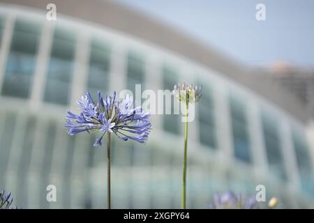 Nahaufnahme einer violetten Blume vor einer verschwommenen modernen Gebäudekulisse. Das Bild zeigt den Kontrast zwischen natürlicher Schönheit und zeitgenössischer Architektur. Stockfoto