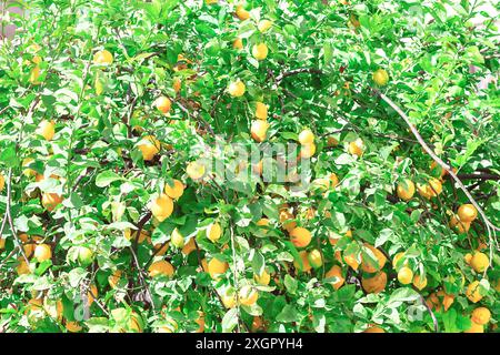 Baum voller Zitronen, die an seinen Ästen hängen. Der Baum ist üppig und grün, und die Zitronen sind reif und bereit für die Ernte. Das Konzept von Abundanz und Frische Stockfoto