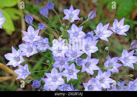 Blassblaue Triteleia laxa, auch bekannt als Grasnuss, Triolenlilie oder Ithurieler Speer in Blüte. Stockfoto