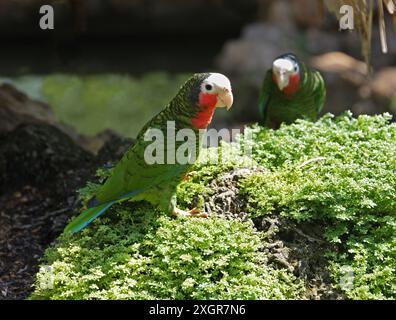 Der kubanische Amazonas, der kubanische Papagei oder der Rosentrosen-Papagei, Amazona leucocephala, Arinae, Psittacidae, Psittaciformes, Aves. Kuba, Karibik. Stockfoto