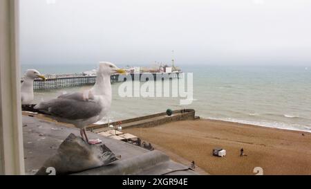 Europäische Heringsmöwe Larus argentatus vor einem Fenster in Brighton England Stockfoto