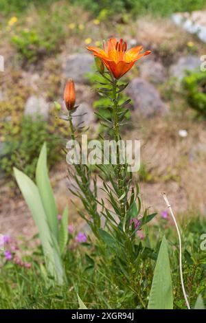 Lilium Bulbiferum Orange Lilie im Garten Stockfoto