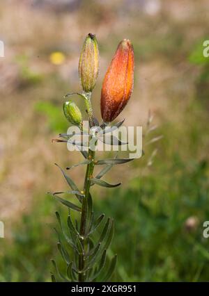 Lilium Bulbiferum Orange Lilie im Garten Stockfoto