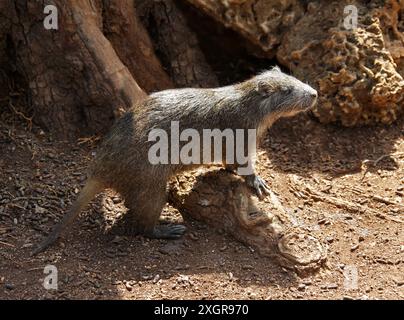 Desmarest's Hutia, Capromys pilorides, Capromyidae, Rodentia, Mammalia. Kuba, Karibik. Auch bekannt als kubanische Hutia, ist es eine Art von Nagetieren. Stockfoto