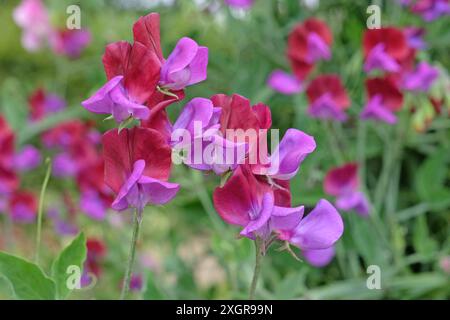 Rote und violette Lathyrus odoratus, Süßerbse „Cupani“ in Blüte. Stockfoto