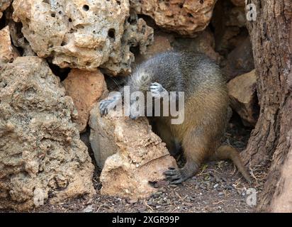 Desmarest's Hutia, Capromys pilorides, Capromyidae, Rodentia, Mammalia. Kuba, Karibik. Auch bekannt als kubanische Hutia, ist es eine Art von Nagetieren. Stockfoto