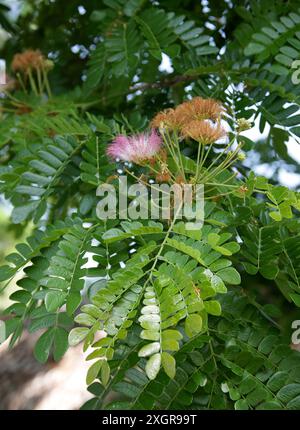 Rain Tree, Saman, Chankiri Tree oder Monkeypod, Samanea saman, syn. Albizia saman, Fabaceae. Kuba, Karibik. Stockfoto