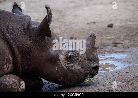 Magdeburg, Deutschland. Juli 2024. Das schwarze Nashorn-Jungtier Malia liegt an einem heißen und feuchten Morgen auf dem nassen und kühlen Boden des Gehäuses im Magdeburger Zoo mit einer Blume im Mund. Das Wetter in Mitteldeutschland wird sich bald ändern. Aus dem Westen nähern sich Regenschauern und Gewittern, die Menschen und Tiere bis zum Abend abkühlen lassen. Danach sollte es veränderbar bleiben. Quelle: Klaus-Dietmar Gabbert/dpa/Alamy Live News Stockfoto