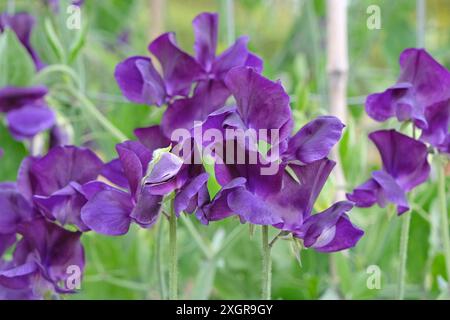 Tiefvioletter Lathyrus odoratus, Süßerbse „Marseilles“ in Blüte. Stockfoto