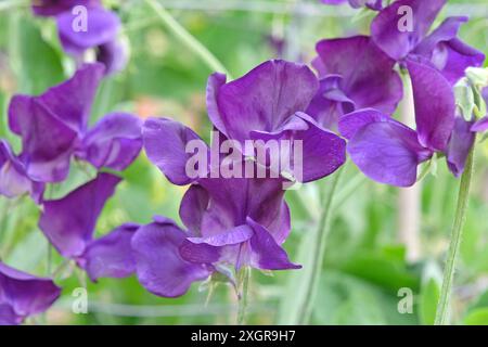 Tiefvioletter Lathyrus odoratus, Süßerbse „Marseilles“ in Blüte. Stockfoto