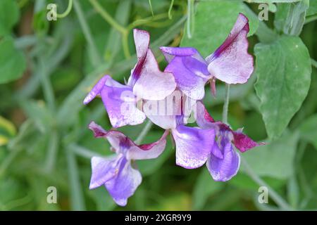 Marmorierter Lila, weiß und burgunderrot Lathyrus odoratus, Süßerbse „dreimal so süß“ in Blüte. Stockfoto