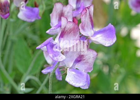 Marmorierter Lila, weiß und burgunderrot Lathyrus odoratus, Süßerbse „dreimal so süß“ in Blüte. Stockfoto