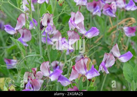 Marmorierter Lila, weiß und burgunderrot Lathyrus odoratus, Süßerbse „dreimal so süß“ in Blüte. Stockfoto