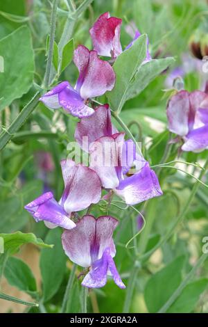 Marmorierter Lila, weiß und burgunderrot Lathyrus odoratus, Süßerbse „dreimal so süß“ in Blüte. Stockfoto